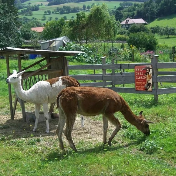 Goats Metal Sign - Picture 2 of 3